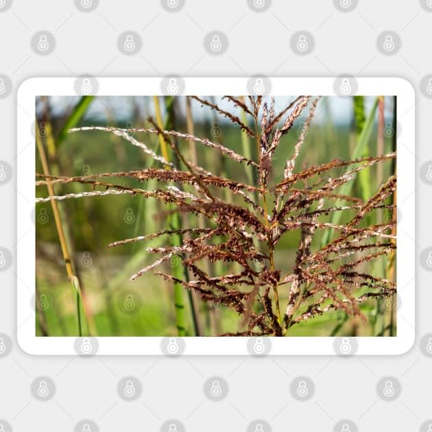 Bright spring grass field with sunlight bokeh background Sticker by NxtArt